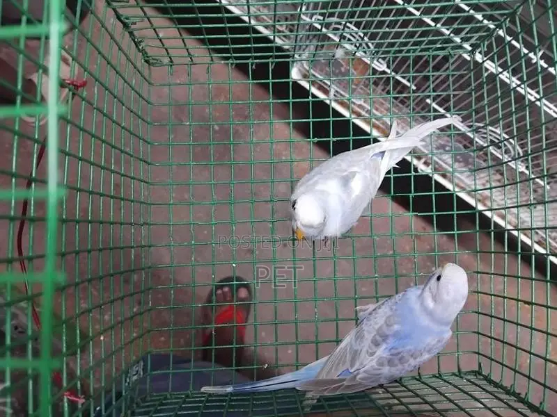 Vilot Birds