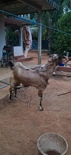 Kidai Aadu
