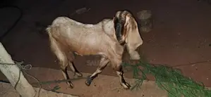Kidai Aadu