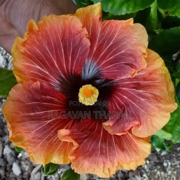 Hibiscus Plant