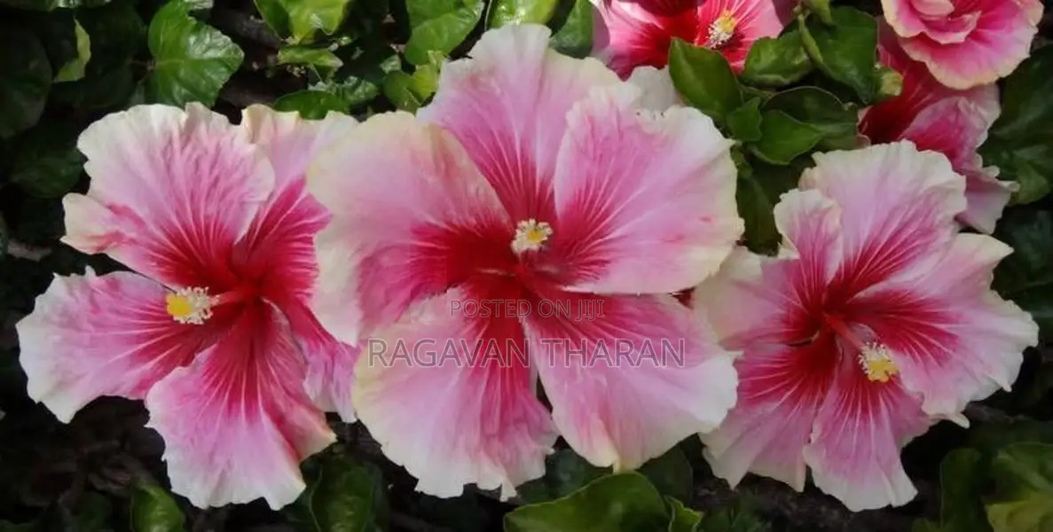 Hibiscus Plant