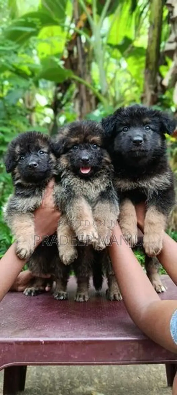 German Shepherd