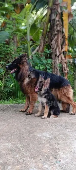German Shepherd