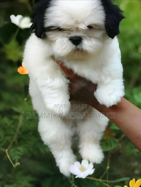 Shihtzu Puppies