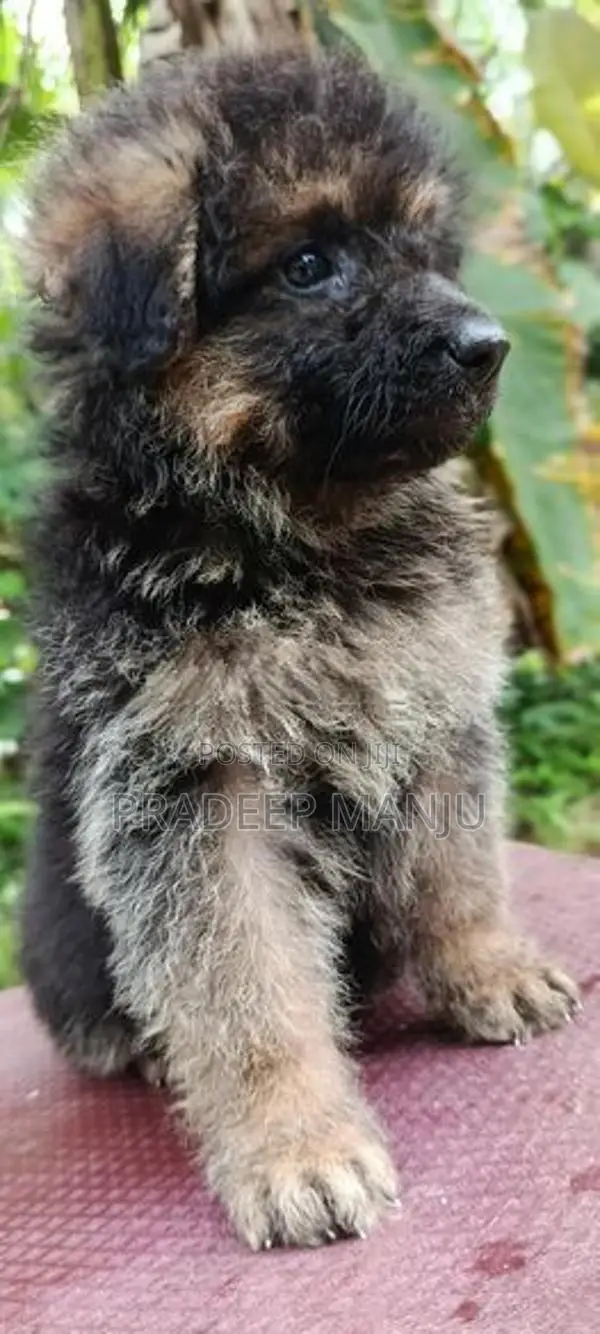 German Shepherd
