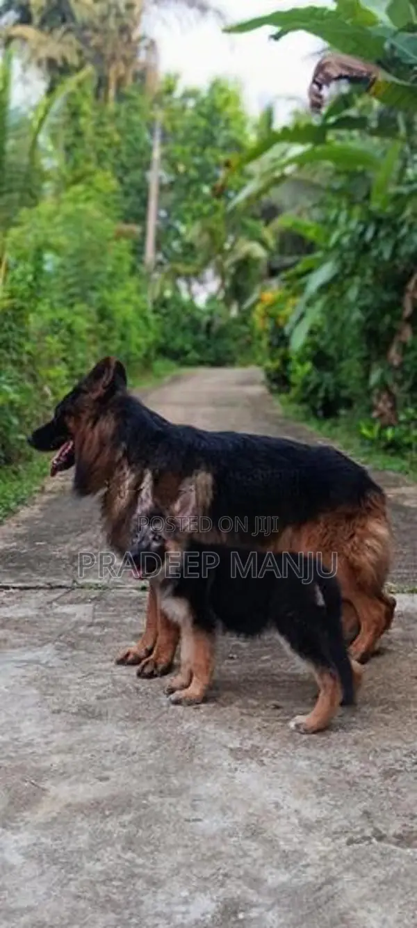 German Shepherd