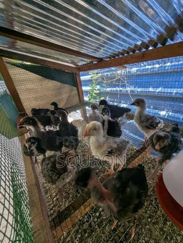 Farm Chicks