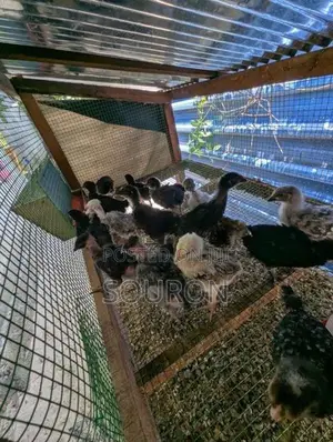 Farm Chicks