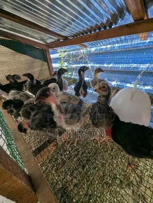 Farm Chicks