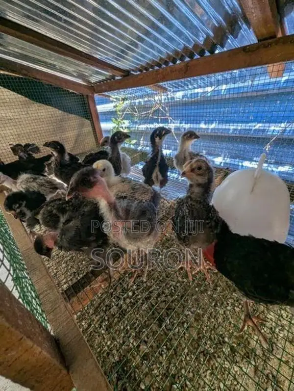Farm Chicks