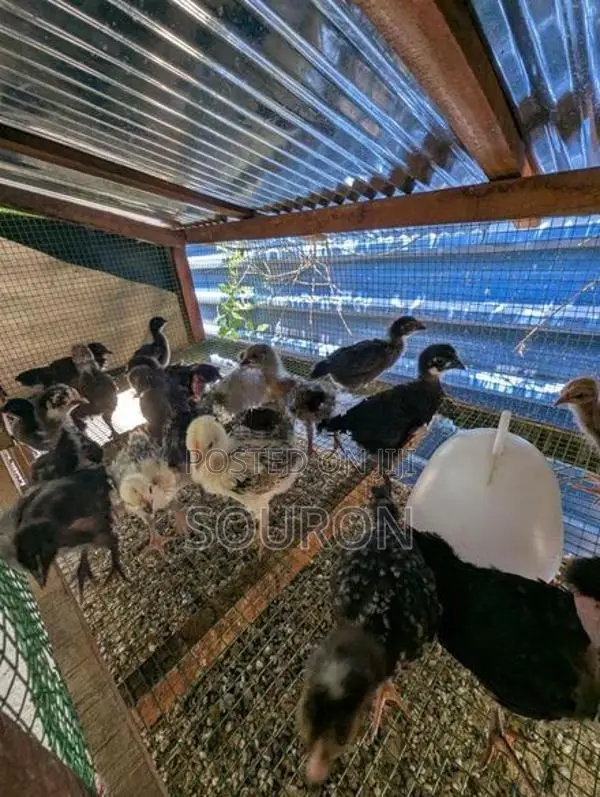 Farm Chicks