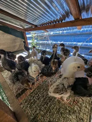 Farm Chicks
