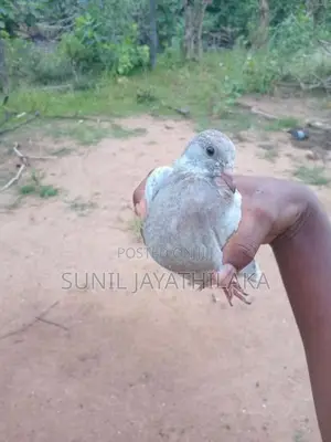 පරවියො