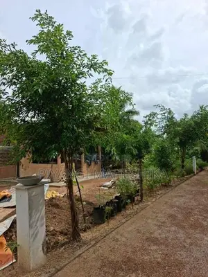 Benjamina Plant