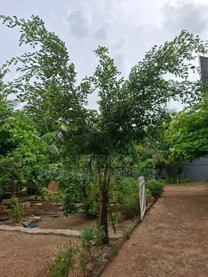 Benjamina Plant