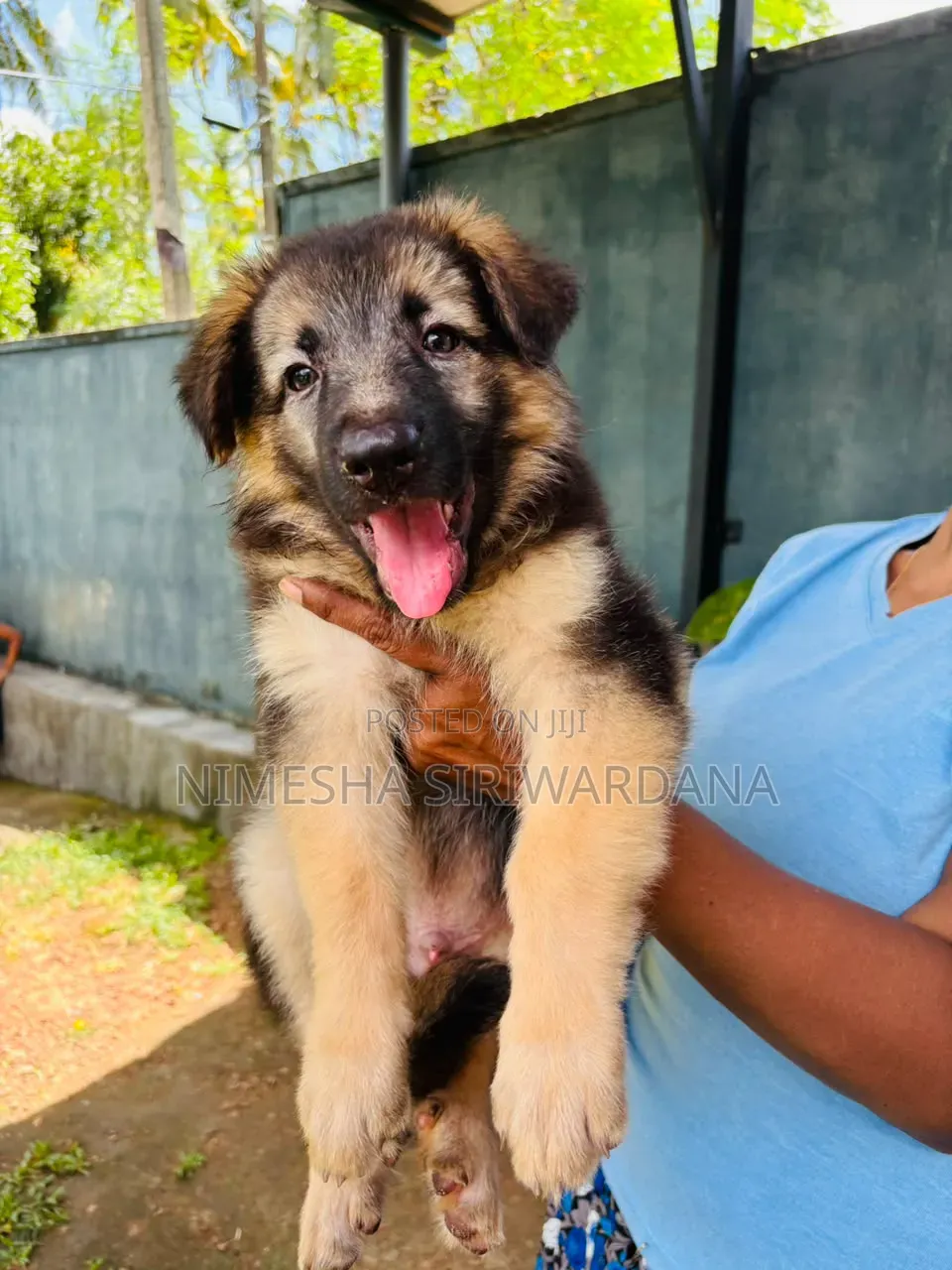 1-3 months Male Purebred German Shepherd