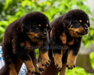 1-3 months Female Purebred Rottweiler