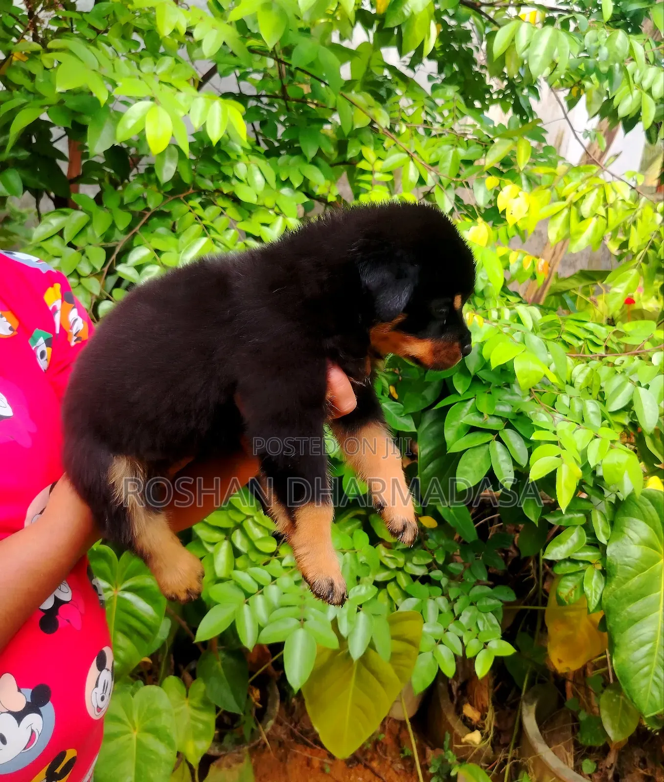 1-3 months Female Purebred Rottweiler