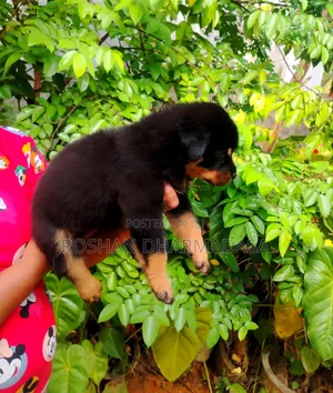 1-3 months Female Purebred Rottweiler