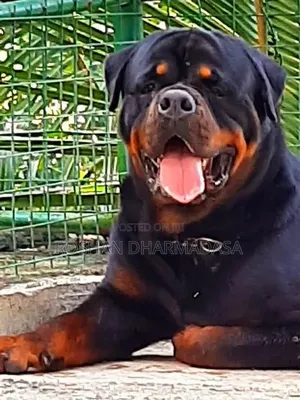 1-3 months Female Purebred Rottweiler