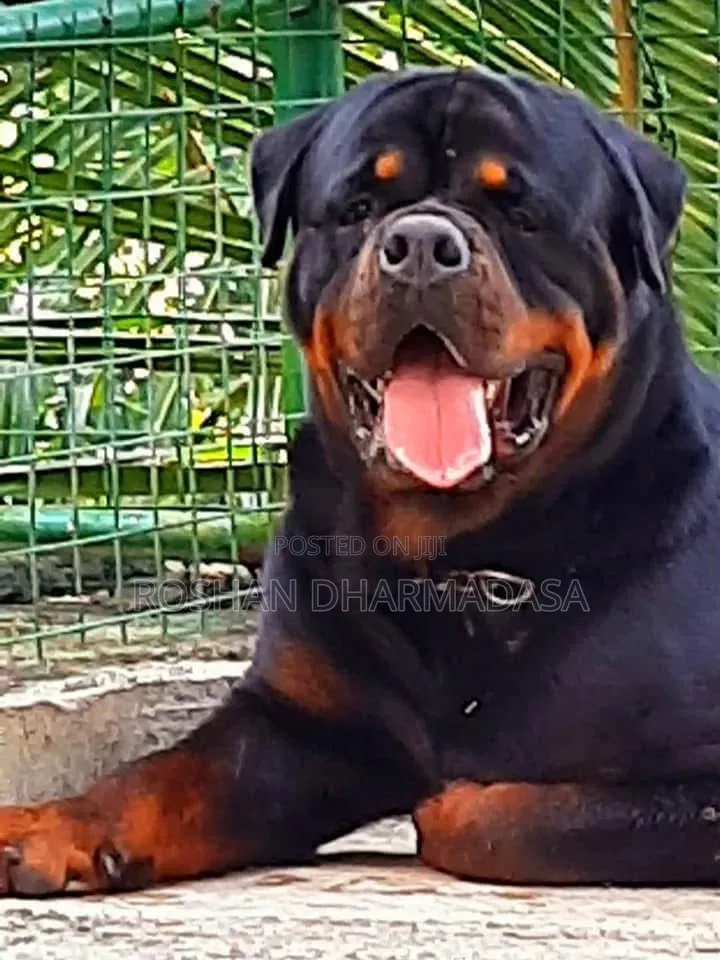 1-3 months Female Purebred Rottweiler