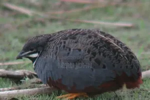 King Quail