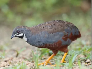 King Quail