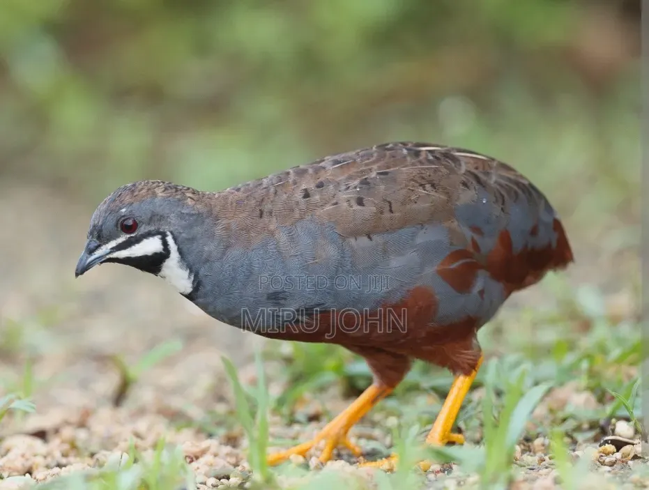 King Quail