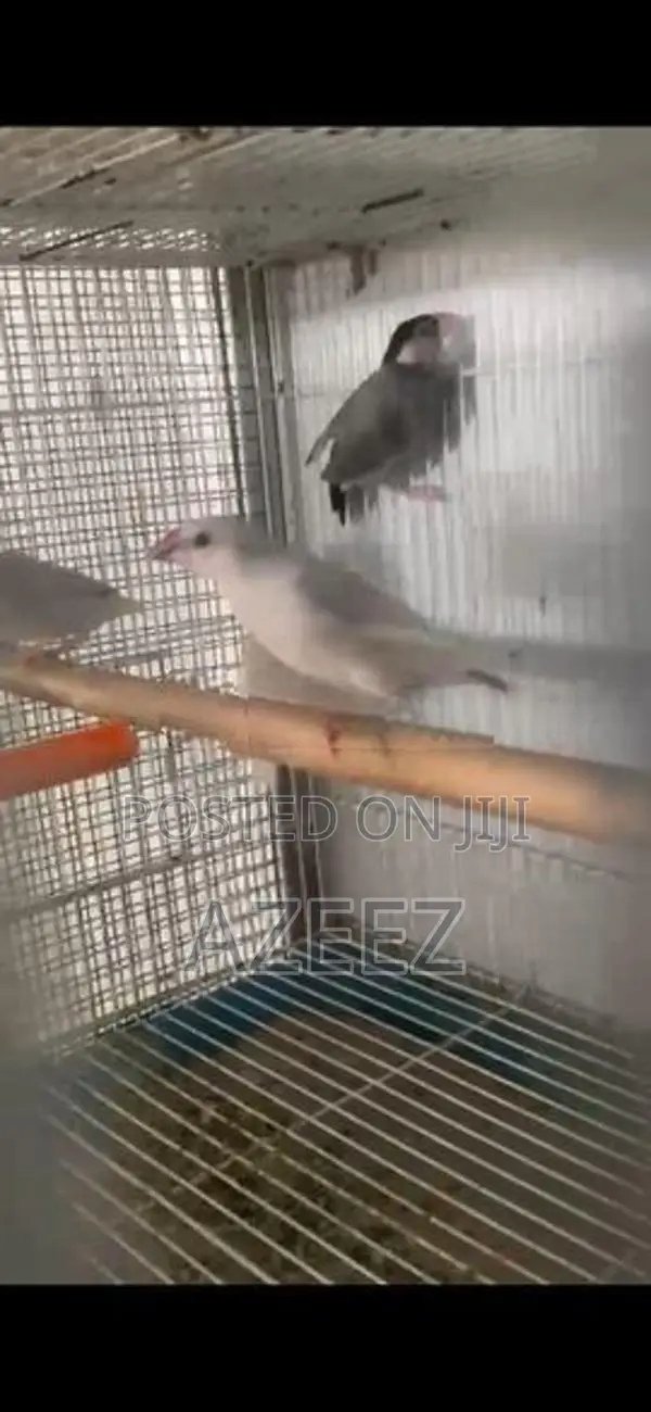Java Sparrow