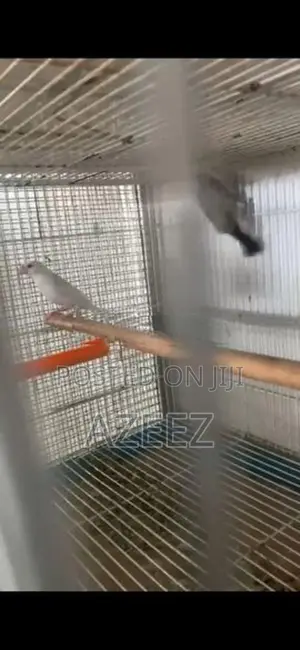 Java Sparrow
