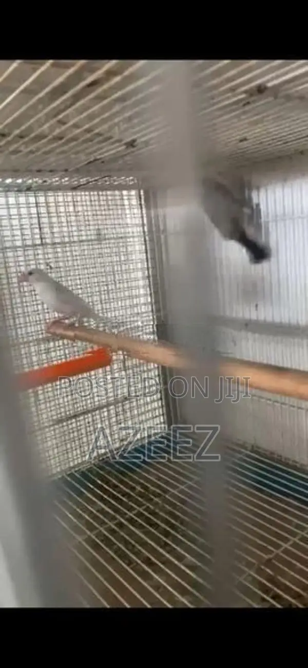 Java Sparrow