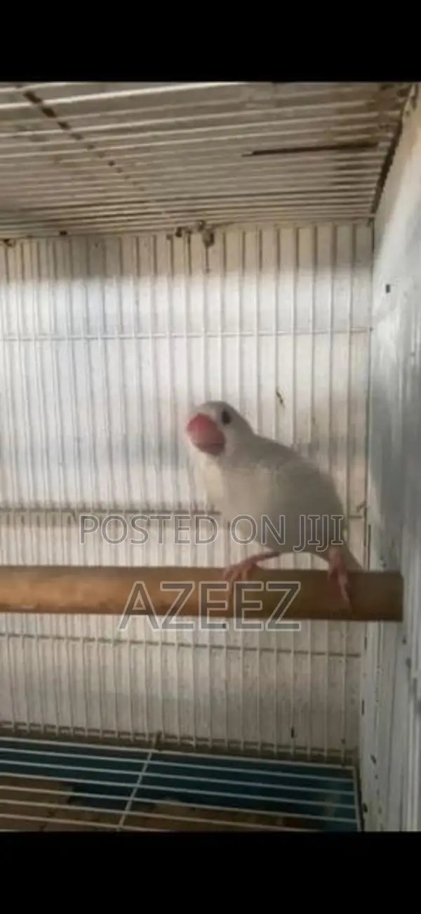 Java Sparrow