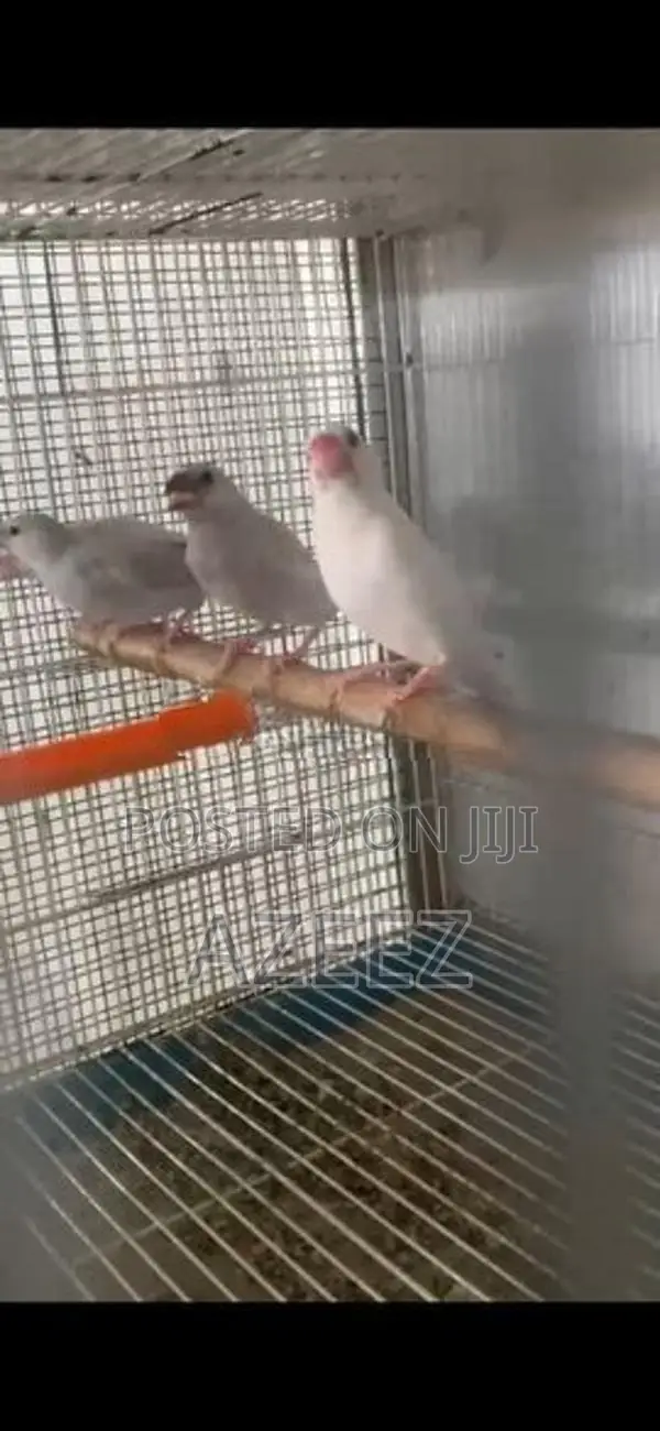 Java Sparrow