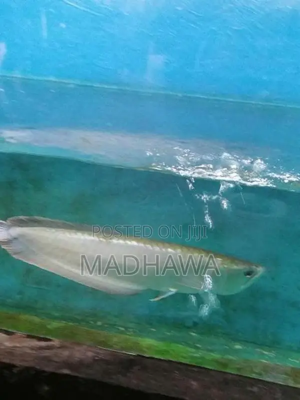 Arowana Fish