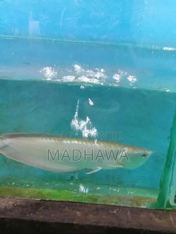 Arowana Fish