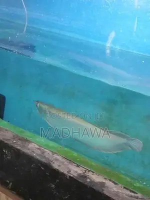 Arowana Fish