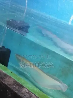 Arowana Fish