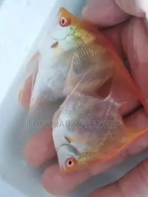 Albino manacapuru angels