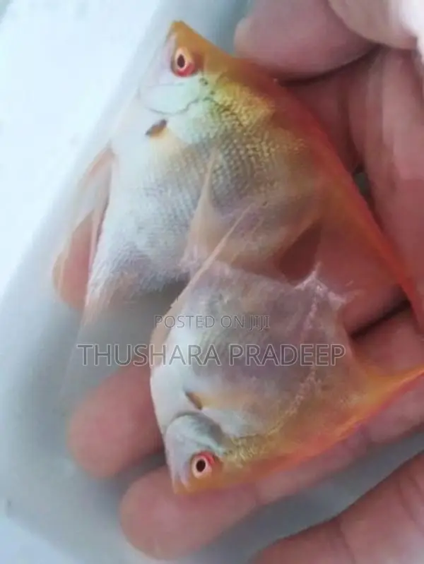 Albino manacapuru angels