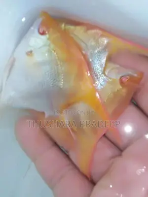 Albino manacapuru angels