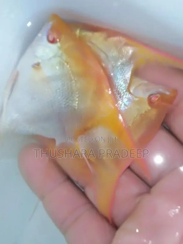 Albino manacapuru angels