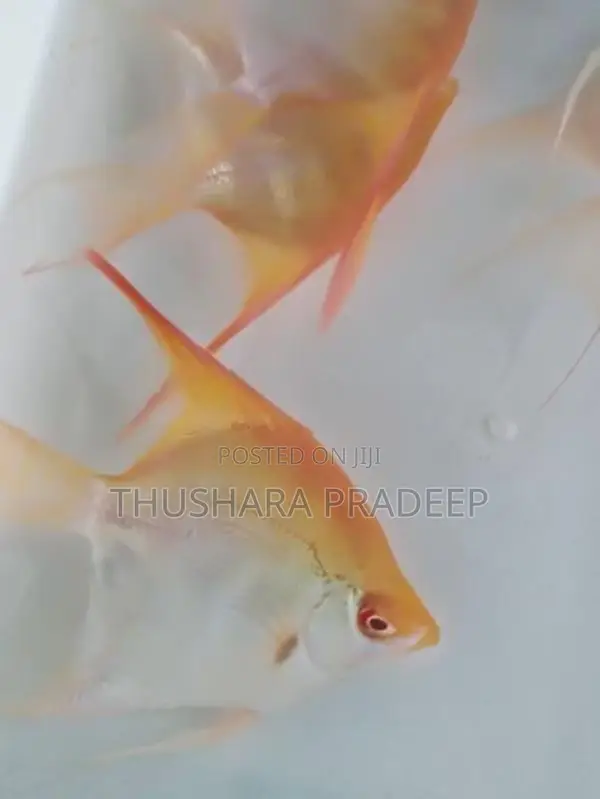 Albino manacapuru angels