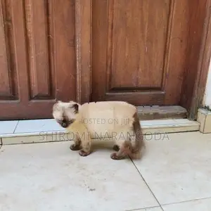 Himalayan Male Kitten