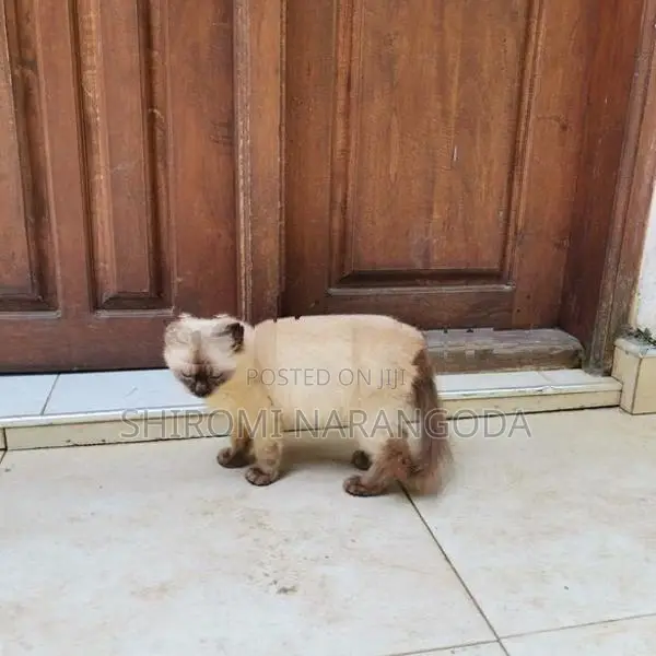 Himalayan Male Kitten
