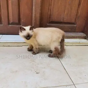Himalayan Male Kitten
