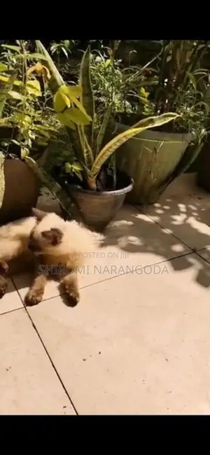 Himalayan Male Kitten