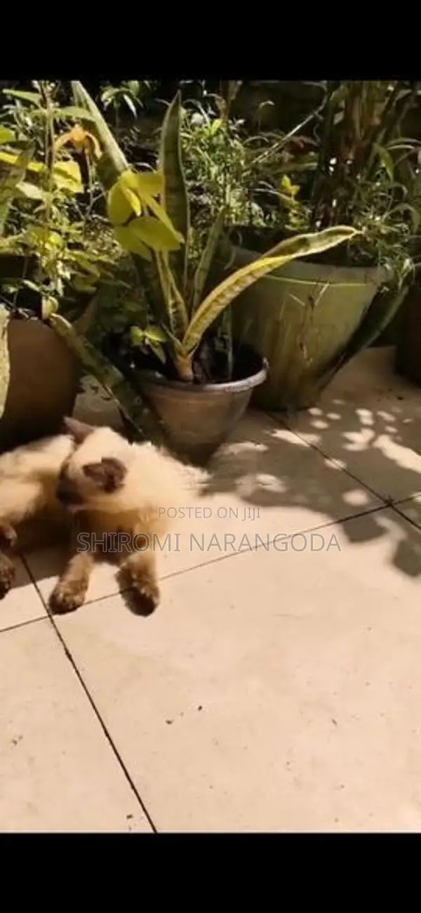 Himalayan Male Kitten