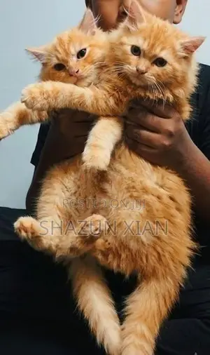 Persian Ginger Kitten