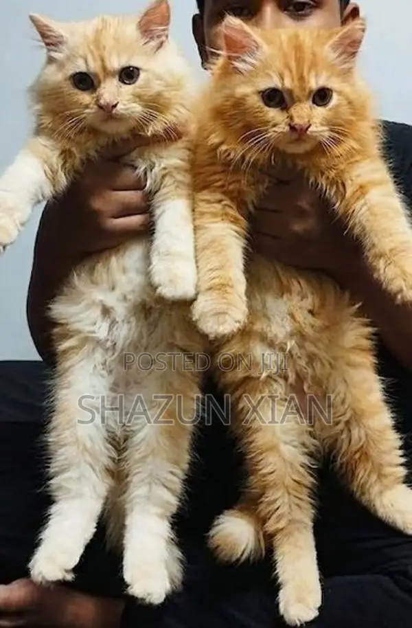 Persian Ginger Kitten