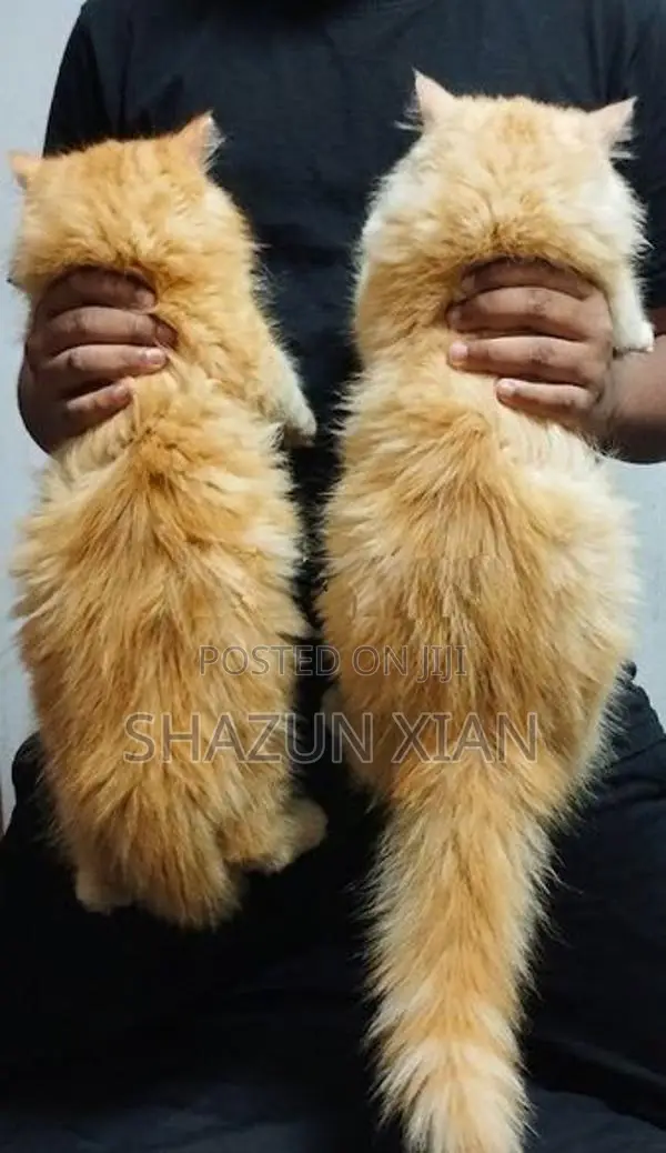 Persian Ginger Kitten